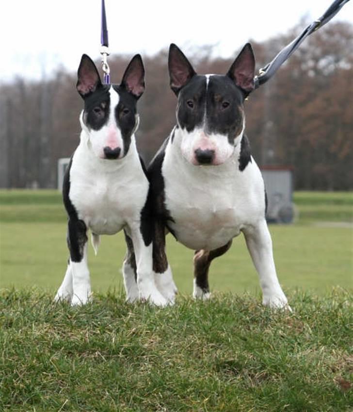 Bullterrier Smokey - Smokey & Louis billede 5
