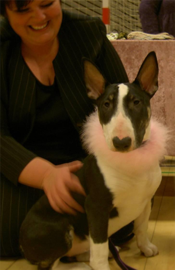 Bullterrier Smokey - Smokey på Hårlev udstillingen :-) billede 6