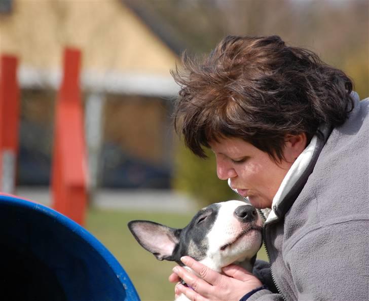 Bullterrier Smokey - Smokey aka Nussegøj :-) billede 7