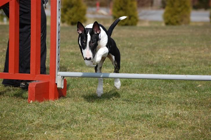 Bullterrier Smokey - Smokey til "Agility for fun" billede 8
