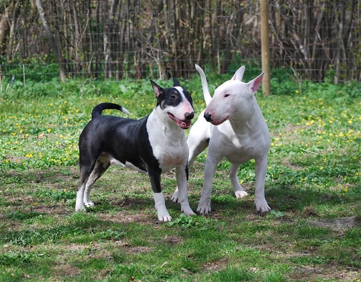 Bullterrier Smokey - Smokey & "lillebror" Wilfred billede 9