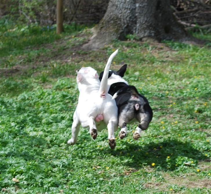 Bullterrier Smokey - Smokey & Wilfred - Når enden er god er alting godt ;-) billede 10