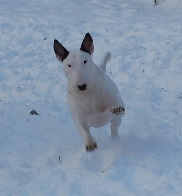 Bullterrier Rightstuff King to Anzesa - Den afskylige snemand ;-) billede 6