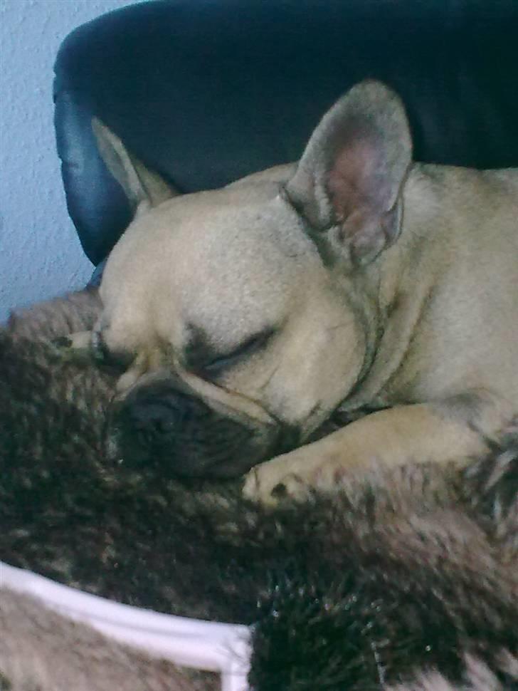 Fransk bulldog Mercedes billede 11