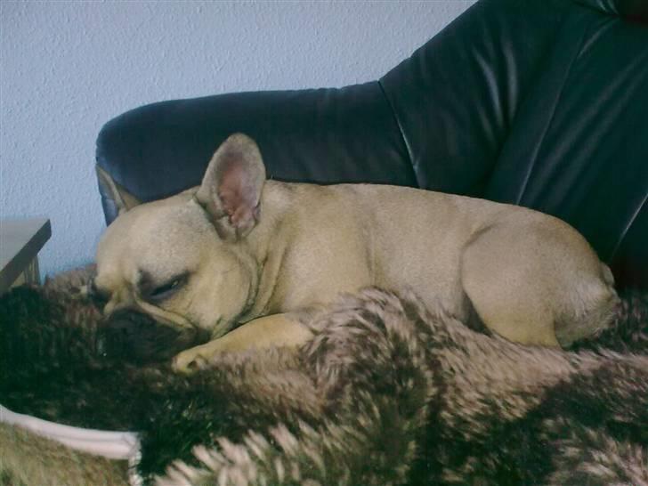 Fransk bulldog Mercedes billede 12