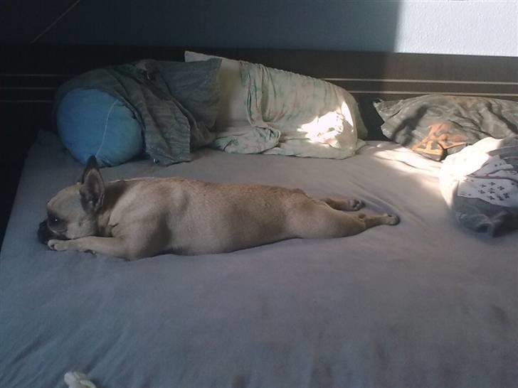 Fransk bulldog Mercedes - Mercedes den lille frø.  billede 13