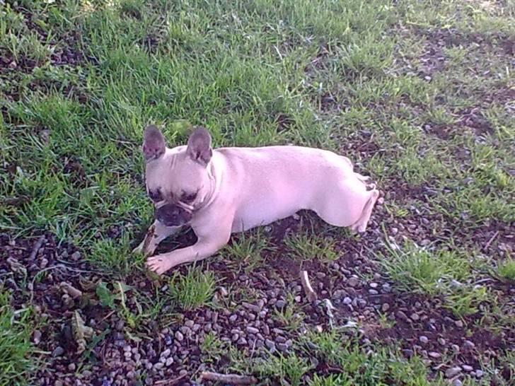 Fransk bulldog Mercedes - træt efter en hård omkang med flaksen;D billede 14