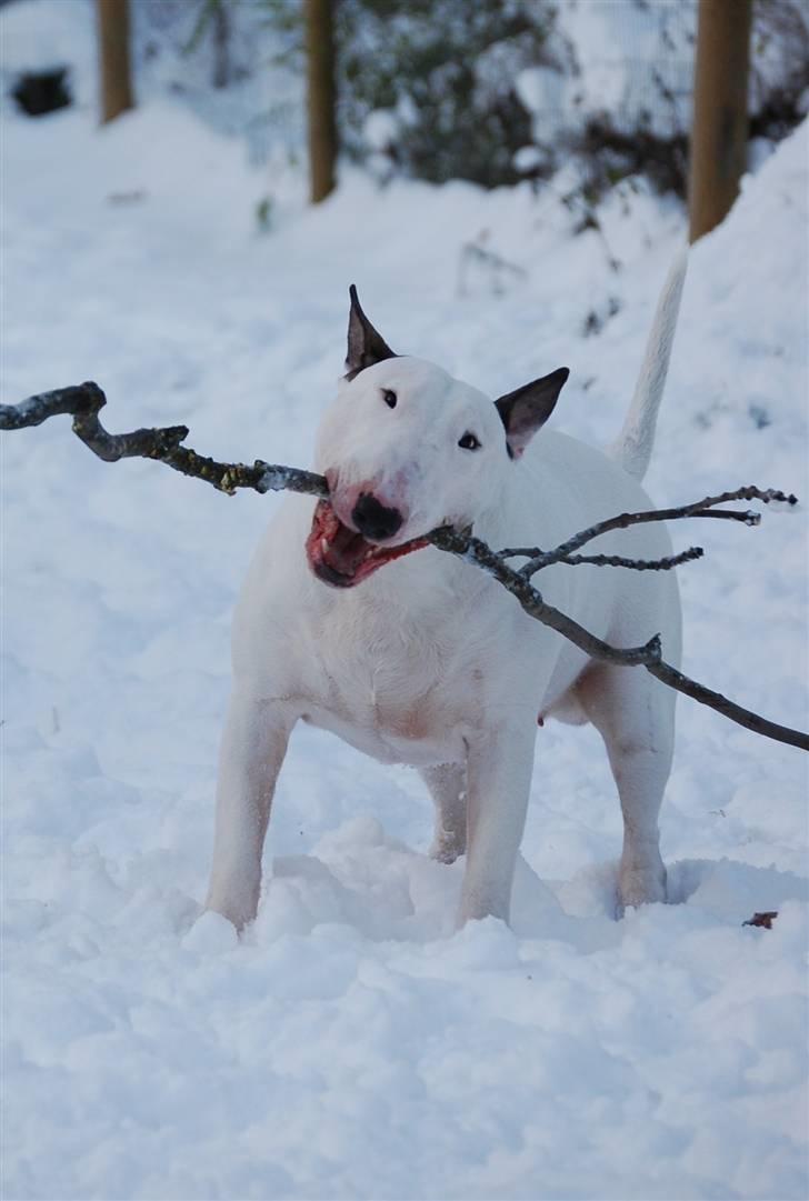 Bullterrier Rightstuff King to Anzesa - Ludvig billede 7