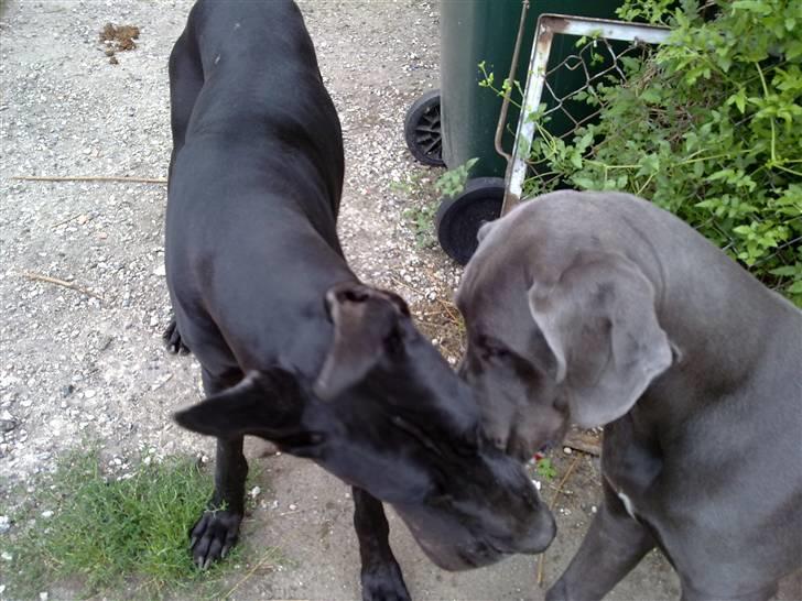 Grand danois Nawty billede 5