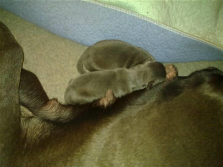 Grand danois Nawty billede 6