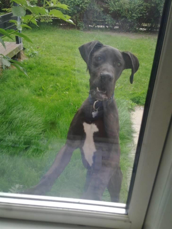 Grand danois Kato billede 10