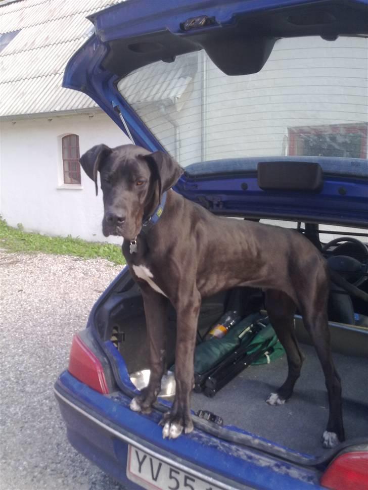 Grand danois Kato billede 11