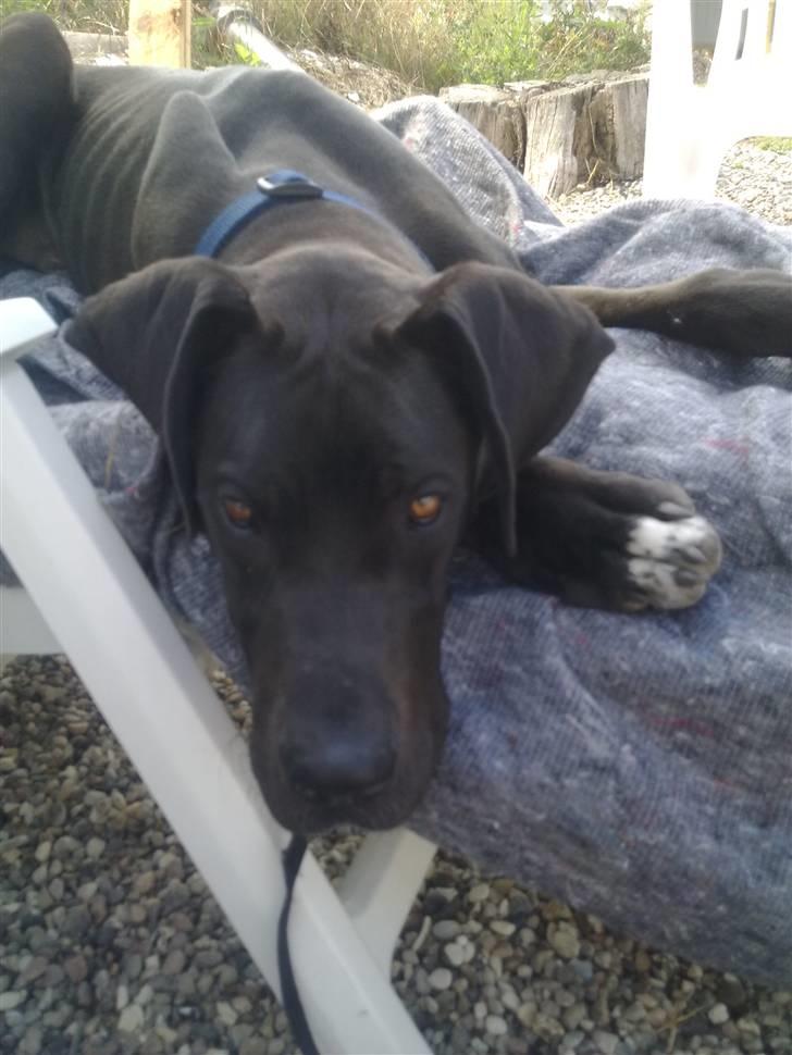 Grand danois Kato billede 12