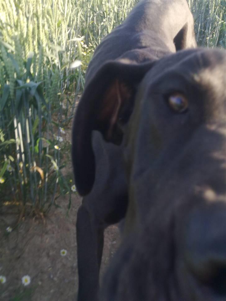 Grand danois Kato billede 13