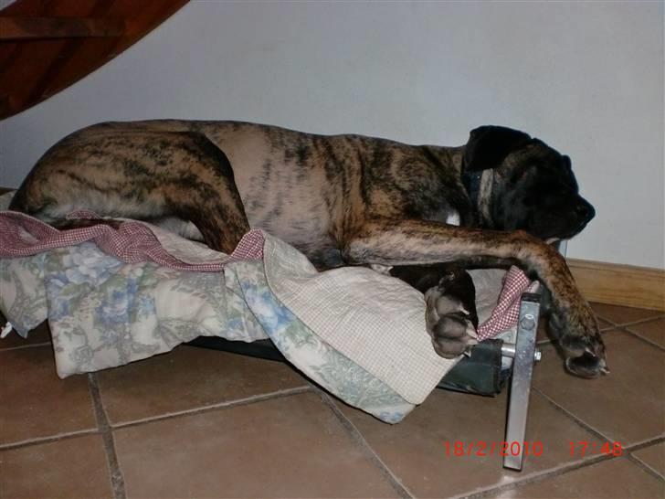 Blanding af racer bølle billede 11