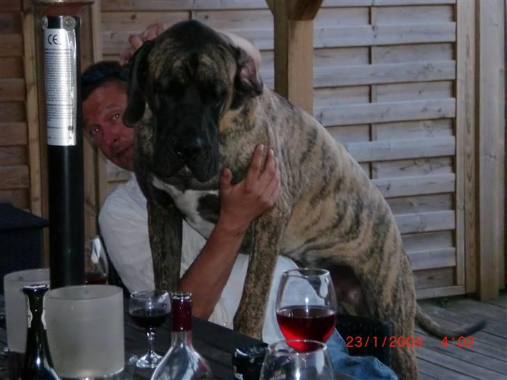 Blanding af racer bølle billede 12