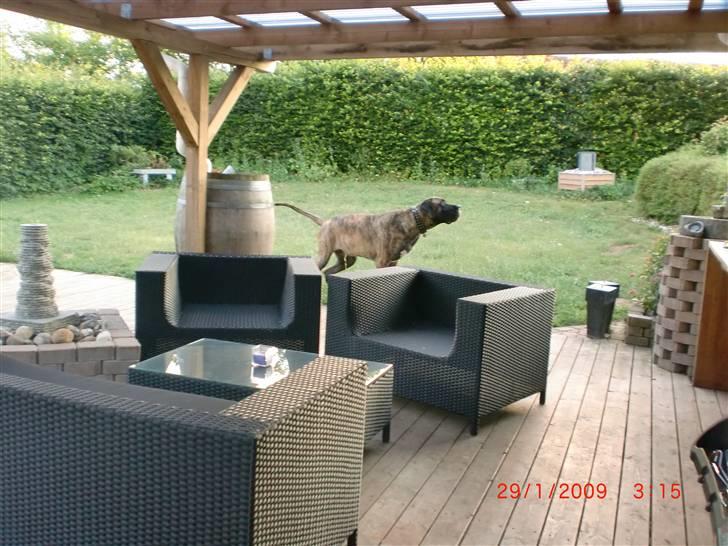 Blanding af racer bølle billede 13