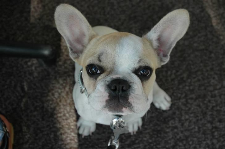 Fransk bulldog Pixie billede 19