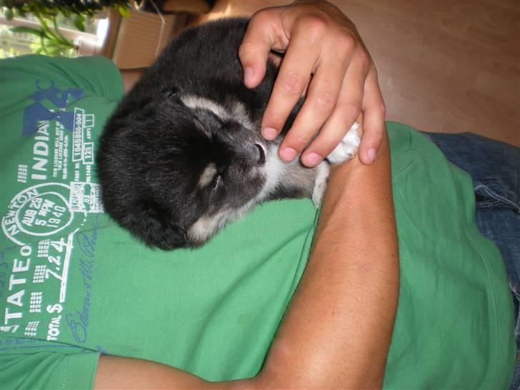 Finsk lapphund Balki billede 1