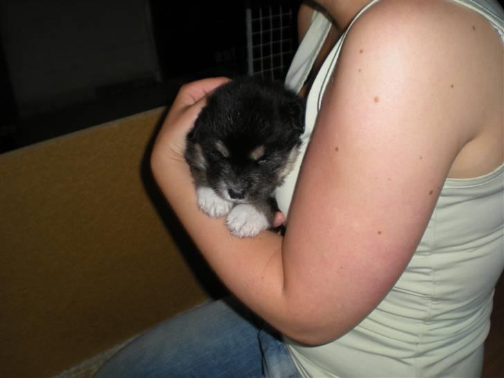 Finsk lapphund Balki billede 2