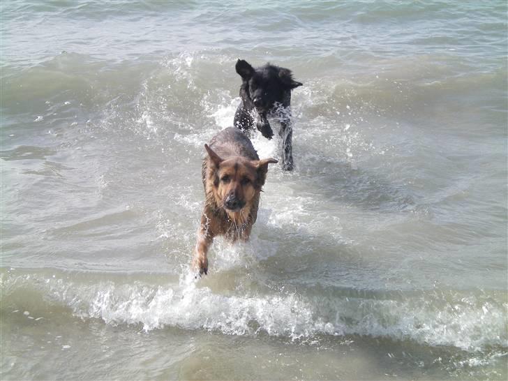 Schæferhund Håbets Cora billede 8