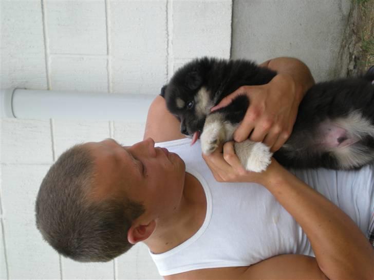 Finsk lapphund Balki billede 3