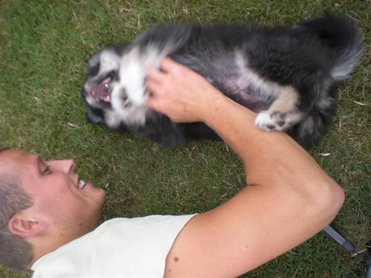 Finsk lapphund Balki billede 4