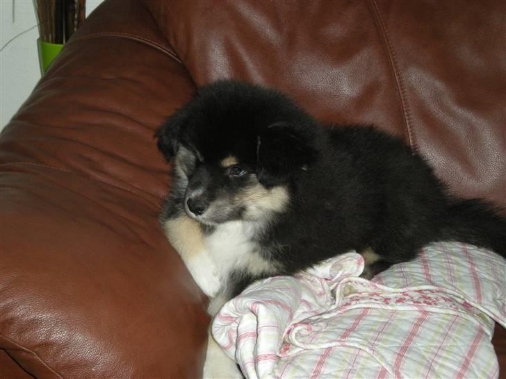 Finsk lapphund Balki billede 5