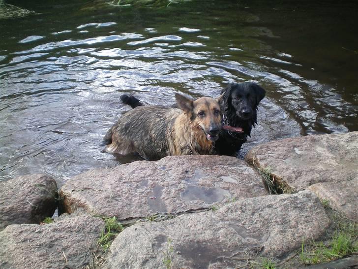 Schæferhund Håbets Cora billede 9