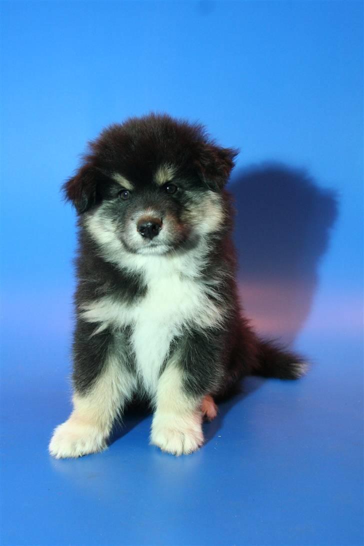 Finsk lapphund Balki billede 6