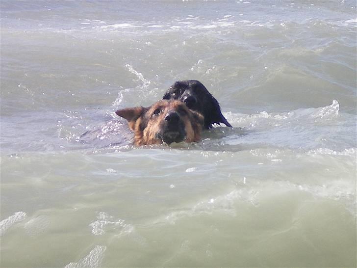 Schæferhund Håbets Cora billede 10