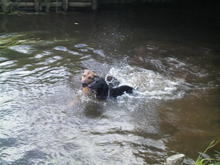 Schæferhund Håbets Cora billede 11