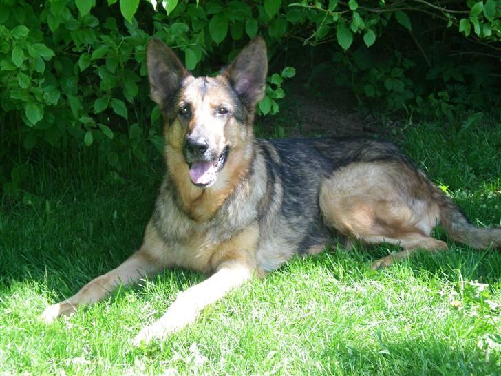 Schæferhund Håbets Cora billede 12