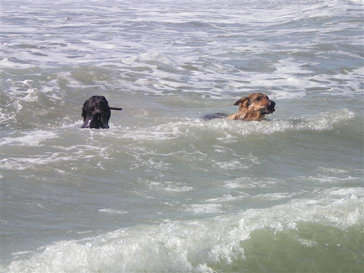 Schæferhund Håbets Cora billede 13