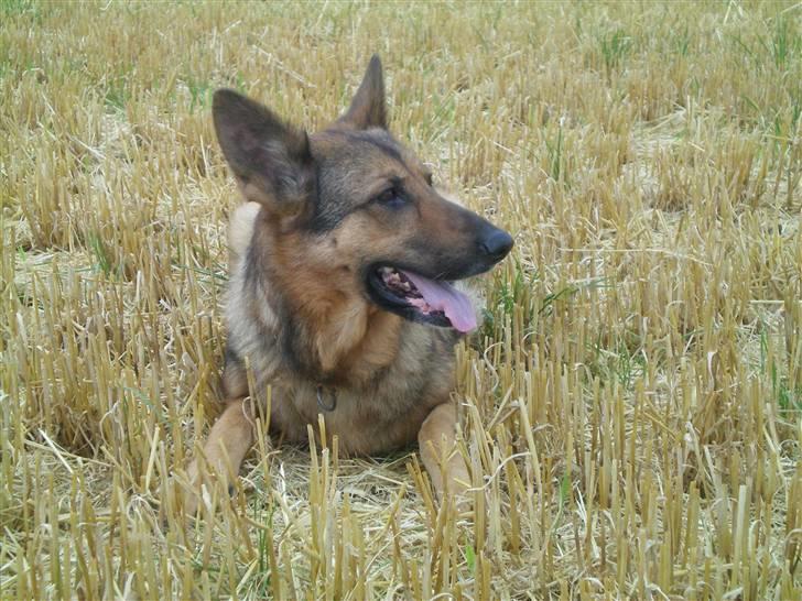 Schæferhund Håbets Cora billede 14