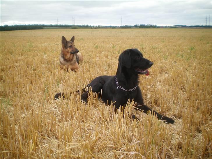 Schæferhund Håbets Cora billede 15