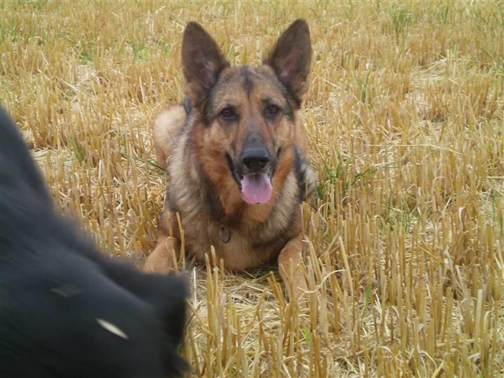 Schæferhund Håbets Cora billede 16