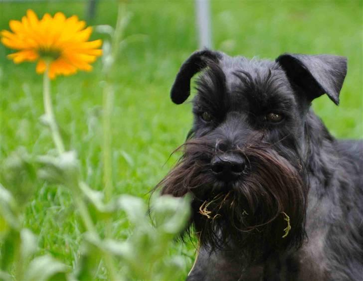 Dvaergschnauzer Kenzo billede 14