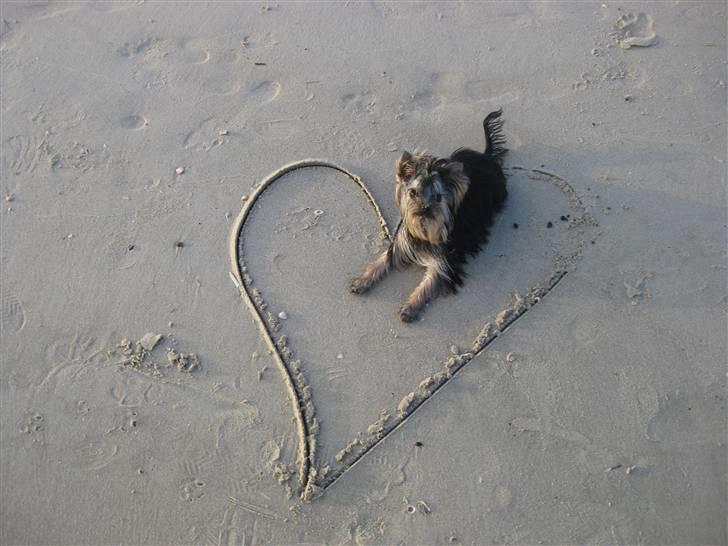 Yorkshire terrier Chili billede 7