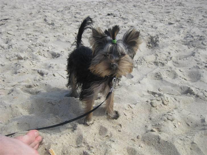 Yorkshire terrier Chili billede 8