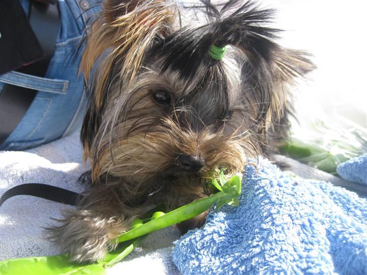 Yorkshire terrier Chili billede 9
