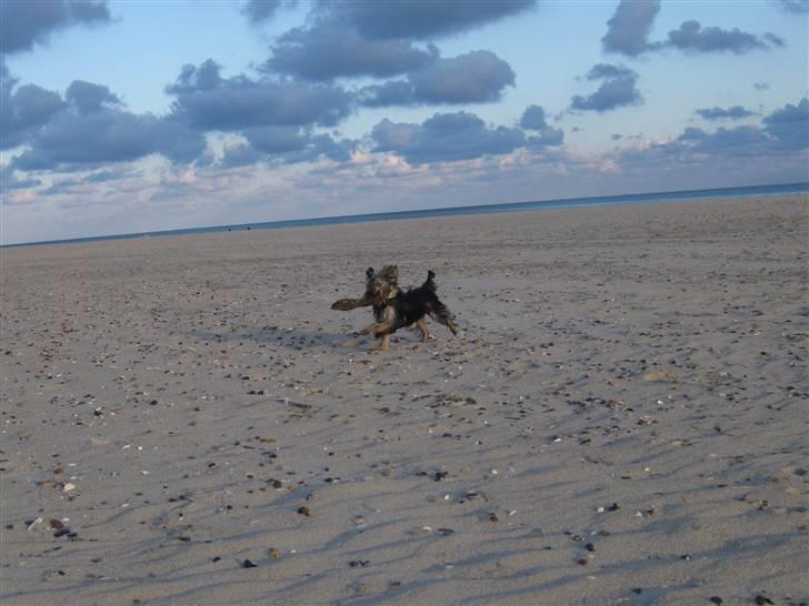 Yorkshire terrier Chili billede 11