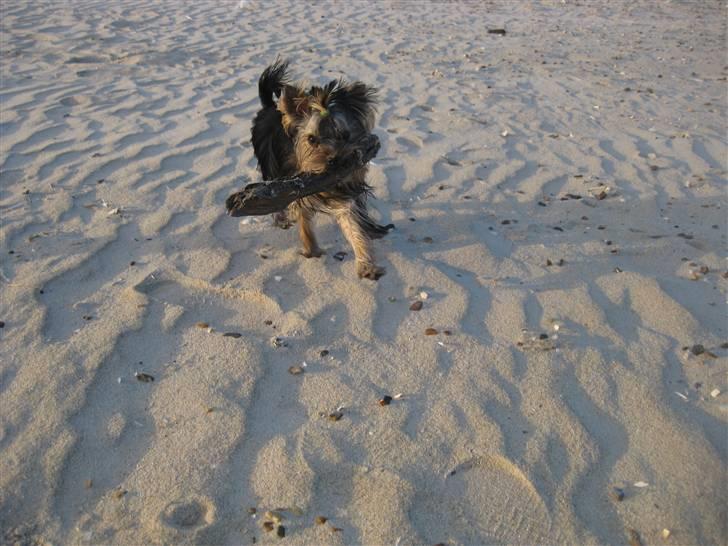 Yorkshire terrier Chili billede 12