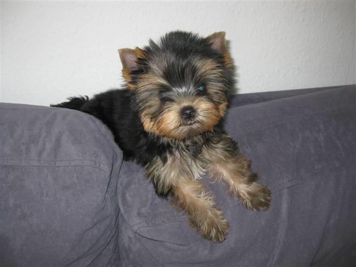 Yorkshire terrier Chili billede 13