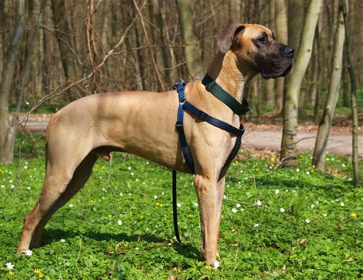 Grand danois Scooby Doo *den klareste stjerne på himlen* billede 2