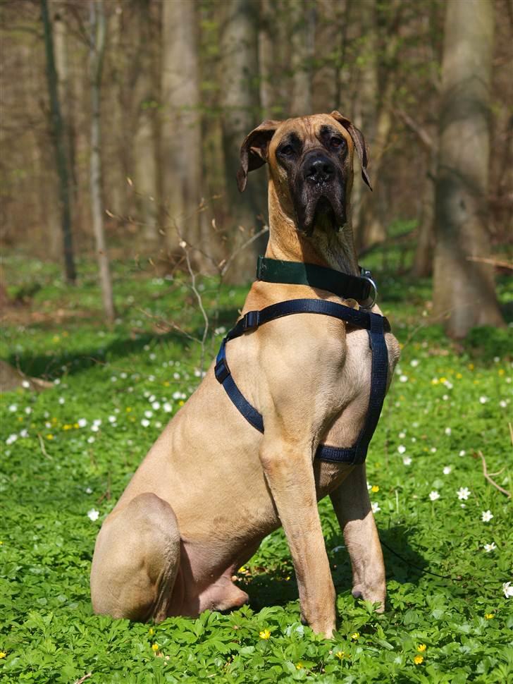 Grand danois Scooby Doo *den klareste stjerne på himlen* billede 3