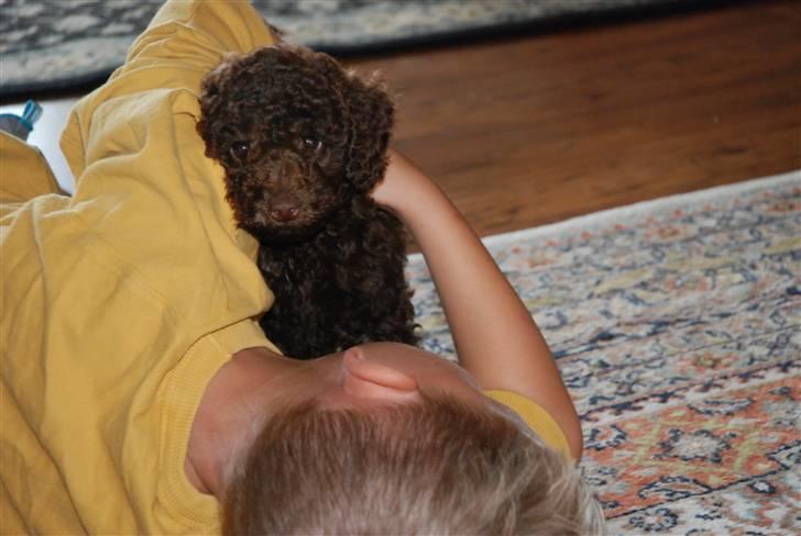 Mellempuddel Baylie billede 4