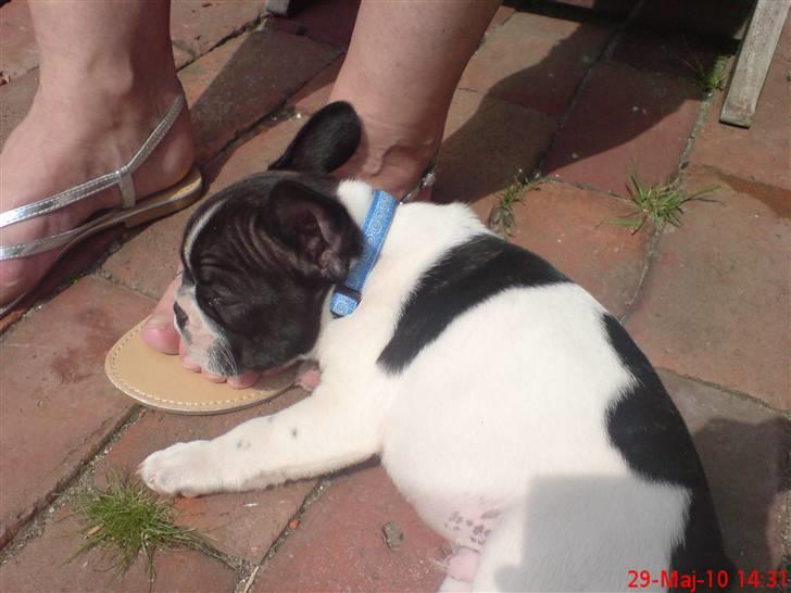 Fransk bulldog Albert billede 6