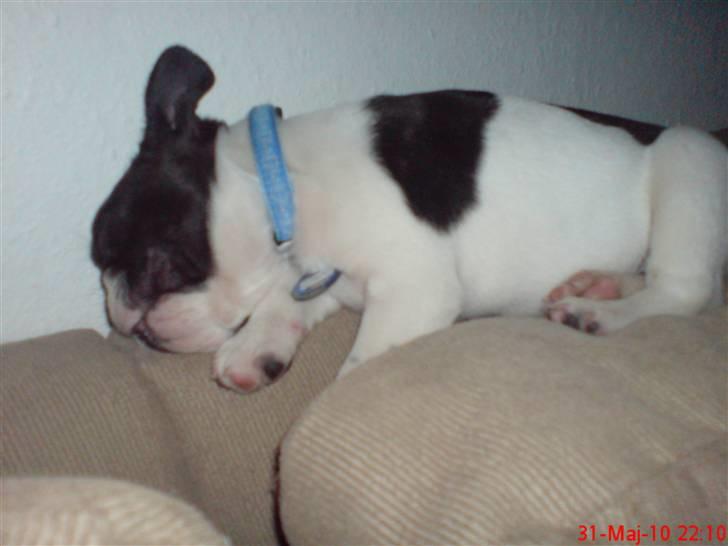 Fransk bulldog Albert billede 7