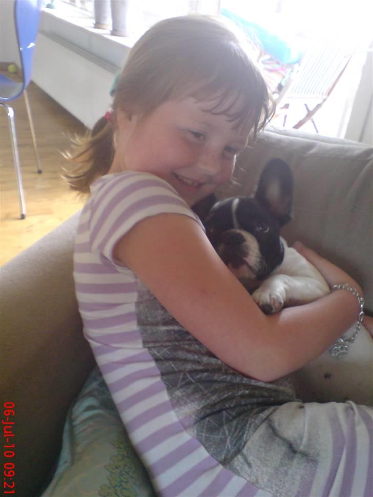 Fransk bulldog Albert billede 8